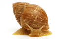 Scutalus tupacii semiadult